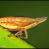 Dictyopharid Planthopper