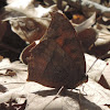 Goatweed Leafwing Butterfly