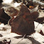 Goatweed Leafwing Butterfly