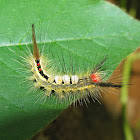White-marked Tussock Moth caterpillar