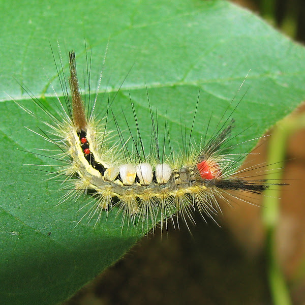 Whitemarked Tussock Moth caterpillar Project Noah