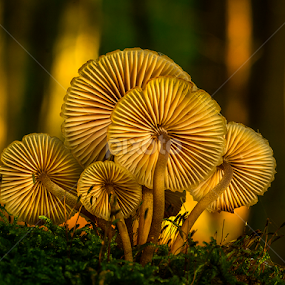 Fungi by Peter Samuelsson - Nature Up Close Mushrooms & Fungi