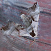 Twin-spotted Sphinx Moth