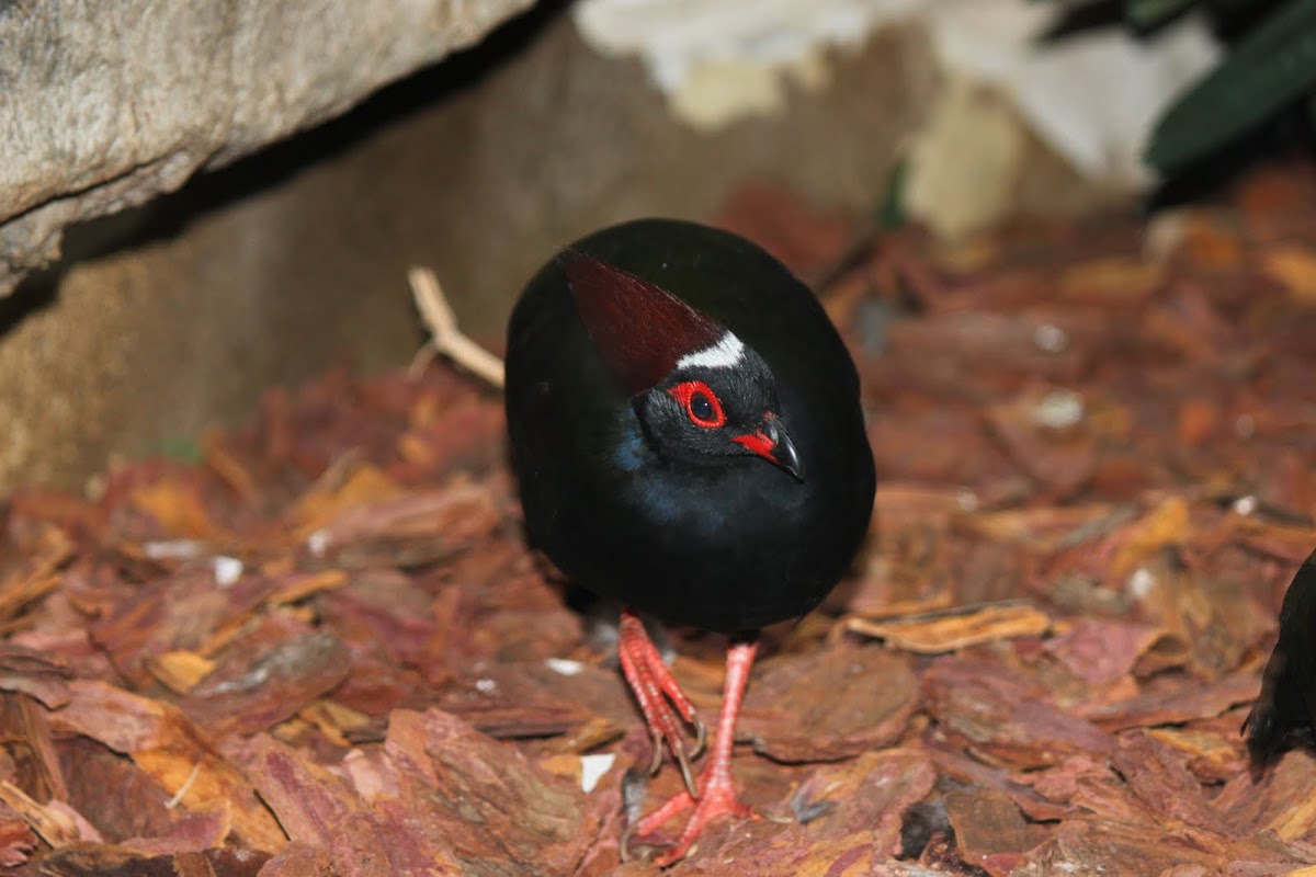 crested wood partridge