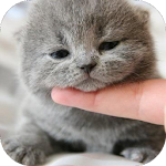 Cover Image of Download Cute Cat Wallpaper HD 1.1 APK
