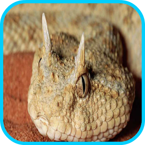 Snake Wallpaper HD 1.2