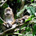 Philippine long-tailed Macaque
