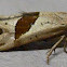 Broad-patch Carolella Moth