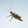Soldier grasshopper