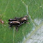 Pygmy Mole Cricket