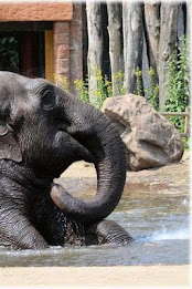 Elephant Puzzle poster 4