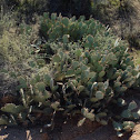 Prickly pear cactus