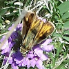 Sachem Butterfly