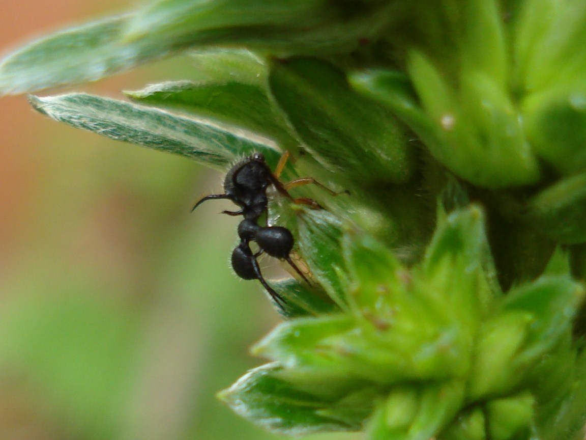 Ant Mimicking Treehopper