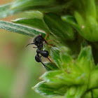 Ant Mimicking Treehopper