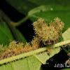 Moss Caterpillar