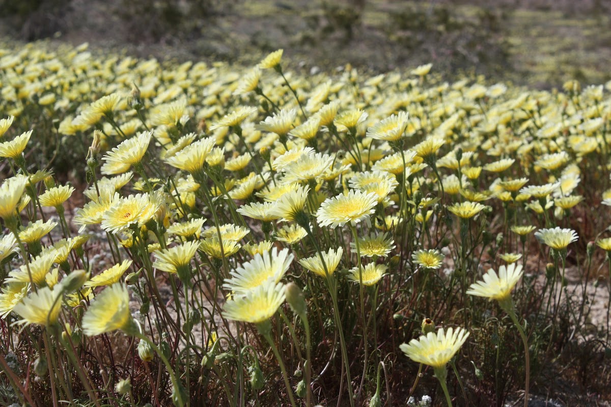 desert dandelion