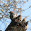 Red-Bellied Woodpecker