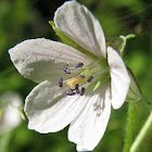 Siberian Geranium