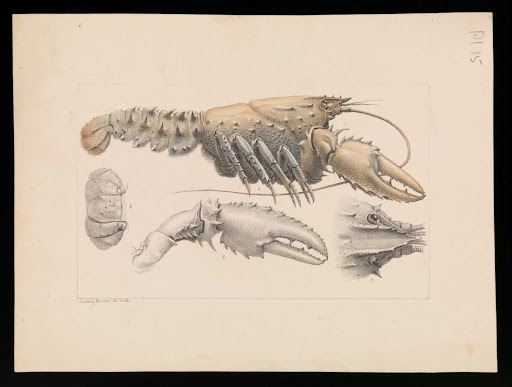 Murray Spiny Crayfish, Euastacus armatus