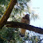 Red Shouldered Hawk (Fledgling)