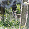 Whitetail Deer      	