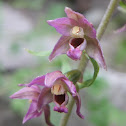 Red Broad-leaved Helleborine Orchid