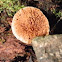 Gymnopilus mushroom