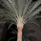 Palm Tree