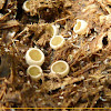 Bird's nest fungi (imature)