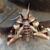 Typhon sphinx