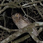 Tropical screech owl