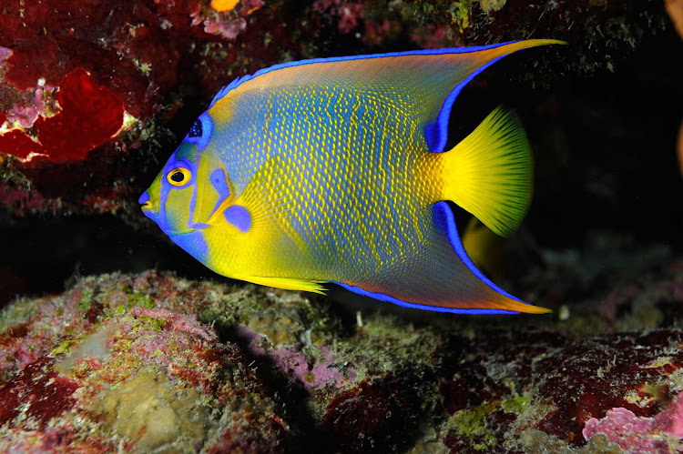 A tropical fish in the reef along the coast of St. Eustatius.