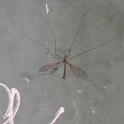 Mosquito; Melga