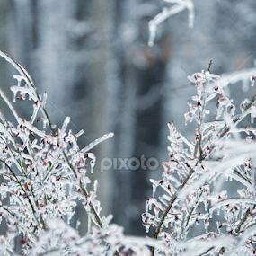 Delicate Ice by Megan Donovan - Nature Up Close Trees & Bushes