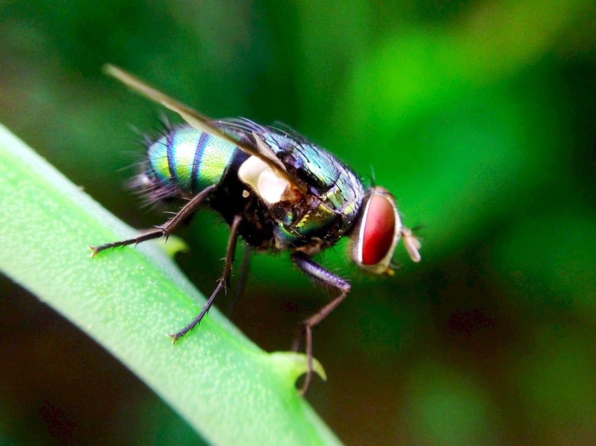 Common green bottle fly