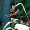 (Eastern) Black Swallowtail Butterfly