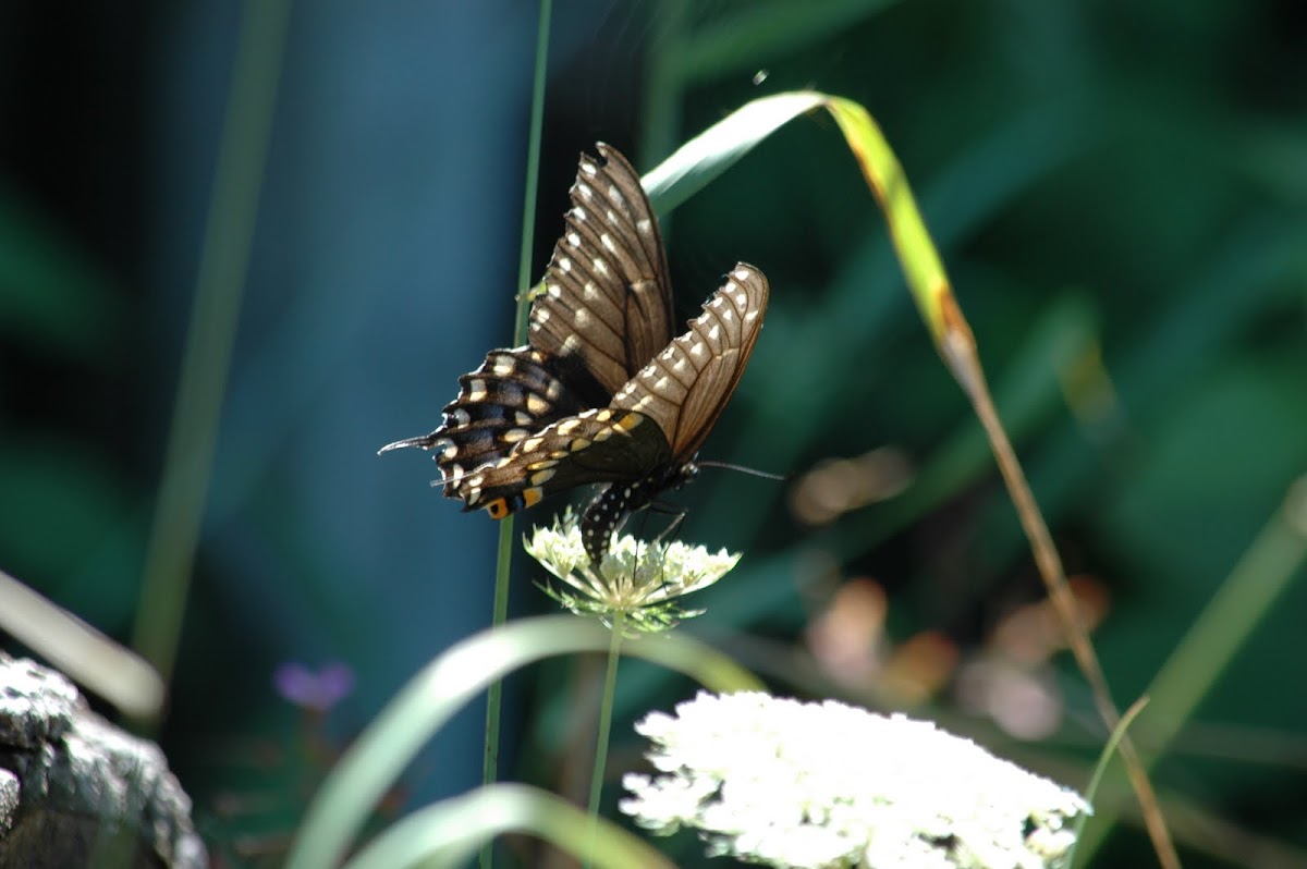 (Eastern) Black Swallowtail Butterfly