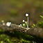 Tiny Baeospora Mushroom