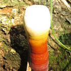 Lingzhi Mushroom