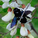 Violet carpenter bee; Abejorro carpintero