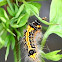 Taiwan Tussock Moth