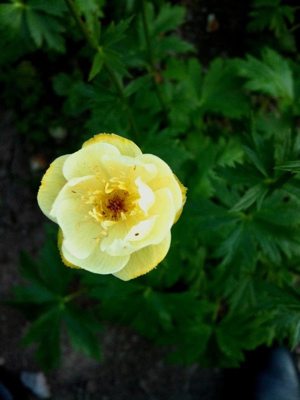 Globeflower "Cheddar"