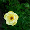 Globeflower "Cheddar"
