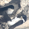 Andorinha-dos-Beirais