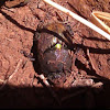 Bronze dung beetle