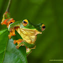 Malabar gliding frog