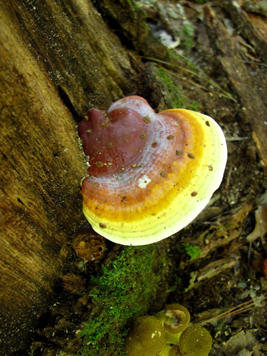 Red Polypore