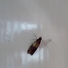 Indian Meal Moth / Moljac