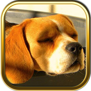 Beagle Dog Puzzle Games.apk 3.1.5
